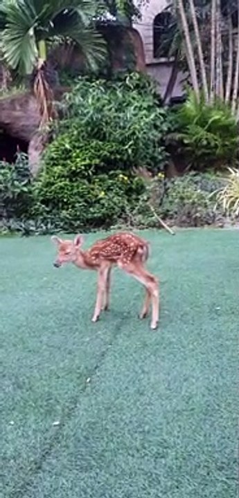 Monkey Makes Friends with Deer