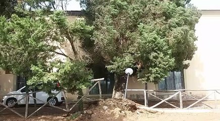 Descargar video: Maltempo a Bagno a Ripoli, a Lappeggi un albero crolla su una casa