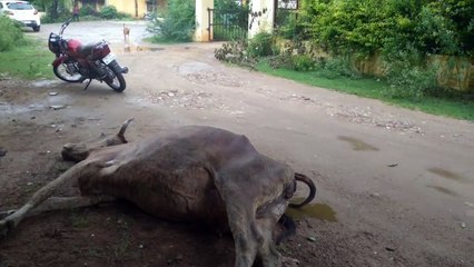 नागौरी नस्ल पर संकट, सर्वाधिक 3119 मौतें