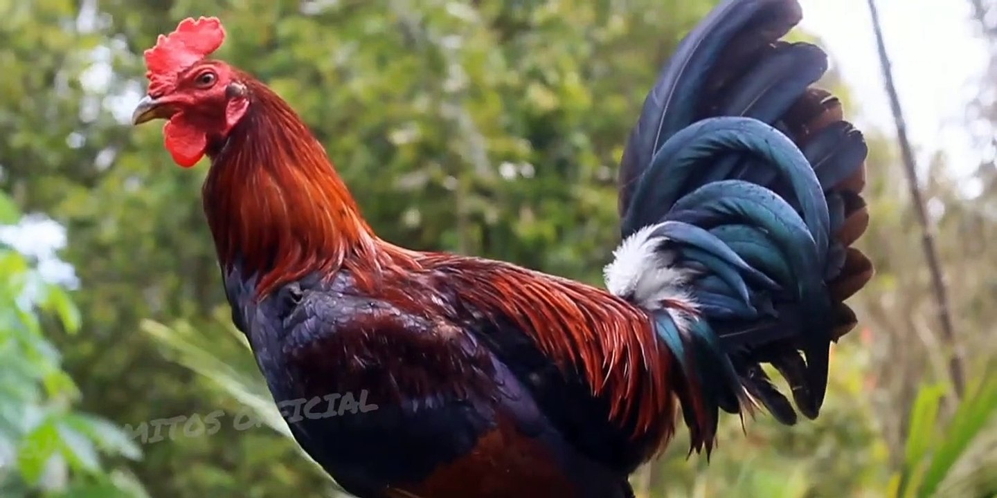 16 mitos dan fakta seputar ayam