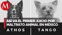 Inicia juicio por maltrato animal en Querétaro; es el primero en México