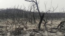 Suben a al menos 37 los muertos por los incendios forestales de Argelia