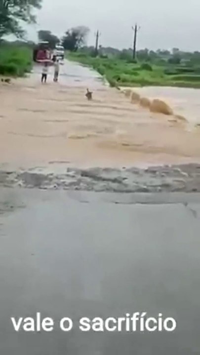 Promis ça risque rien... Ce chien n'a pas peur des inondations