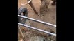 Cet éléphant rend la chaussure qu'un enfant a perdu dans son enclos... adorable