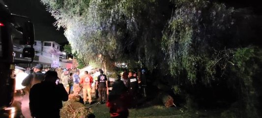 Meksika'da minibüsün üzerine 30 tonluk ağaç devrildi: 1 ölü, 1yaralı