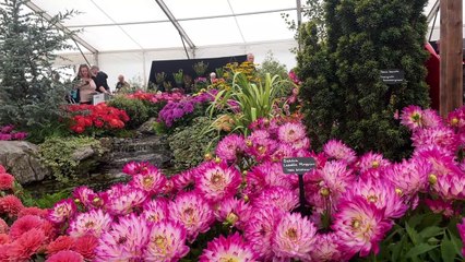 Southport Flower Show returns after two year hiatus