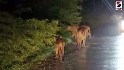 રાજુલાના પીપાવાવ હાઈવે પર સિંહ પરિવારે ટ્રાફિક રોક્યો