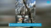 Otra jornada de poda y reclamos en La Plata
