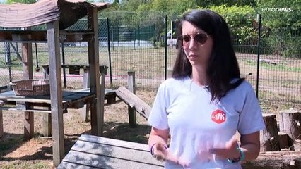 Inflação faz aumentar abandono de animais