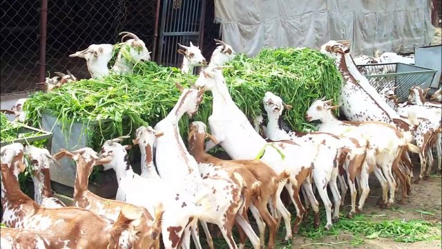 مزارع تربية الخروف و الغنم و الكبش و الماعز- مطلوب الصفات الشخصية جزء 1_15 Sheep and Goat Farming Part 1/15