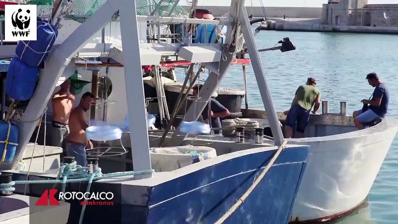 SafeSharks, come rendere i nostri mari più sicuri per gli squali