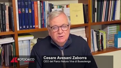 La rotta della speranza degli Ibis Eremita