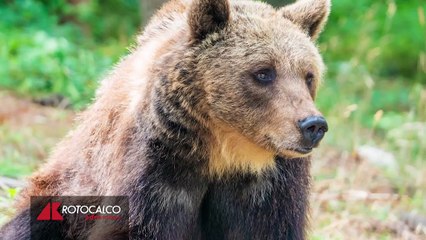 Orso marsicano, abbiamo meno di 30 anni per salvare una specie simbolo della natura