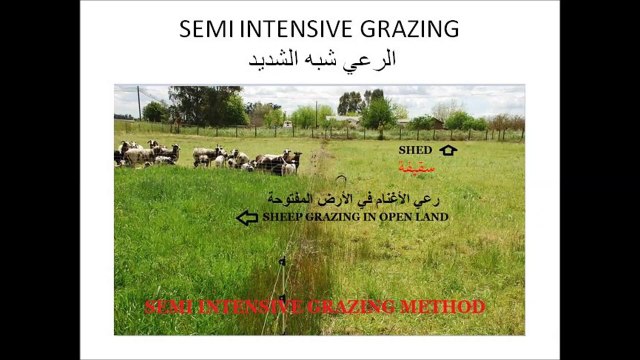 مزارع تربية الخروف و الغنم و الكبش و الماعز - طريق الرعي شبه الشديد جزء 4_15 Sheep and Goat Farming Part 4/15