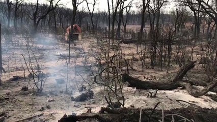 '산불 토네이도' 알제리 강타...최소 38명 사망 / YTN