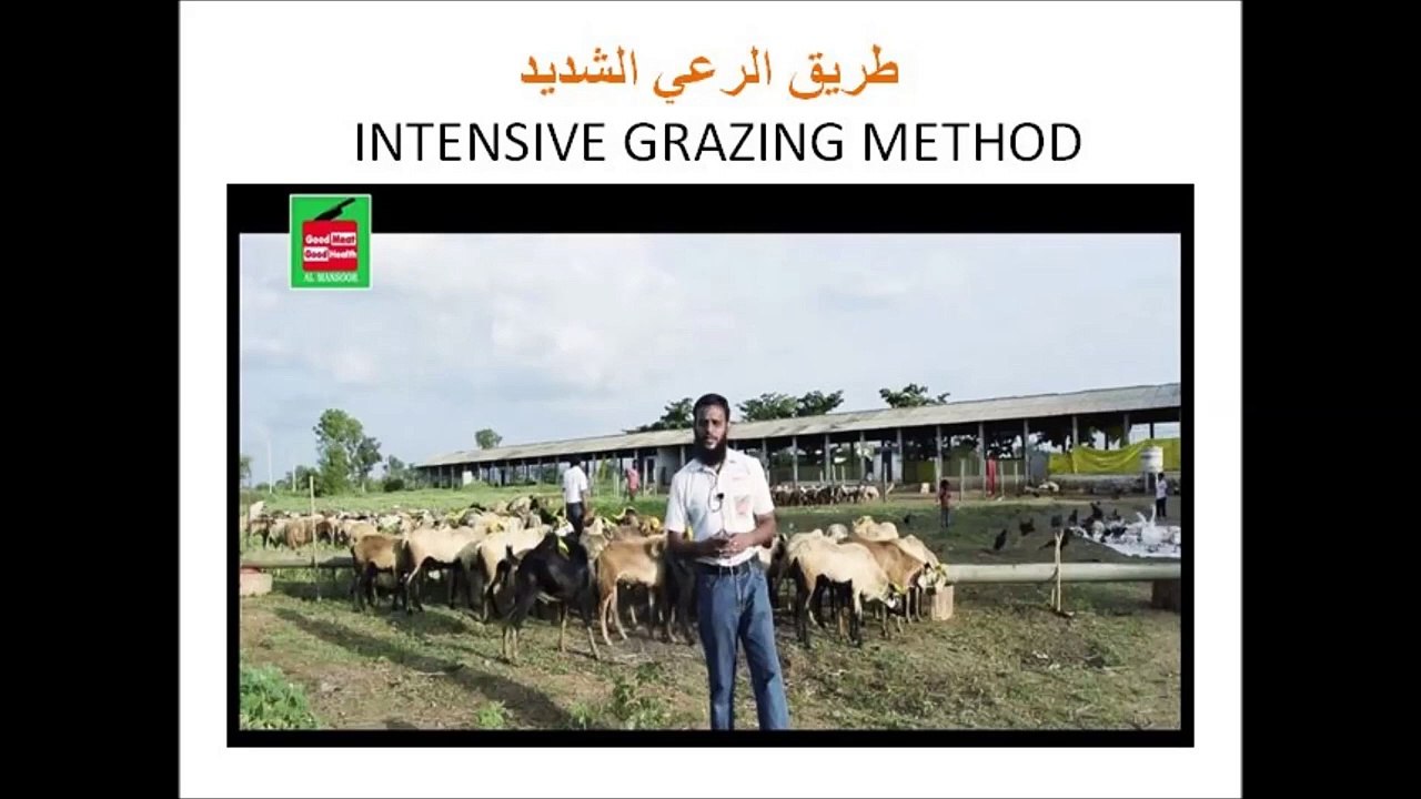 مزارع تربية الخروف و الغنم و الكبش و الماعز - طريق الرعي الشديد جزء 5_15 Sheep and Goat Farming Part 5/15