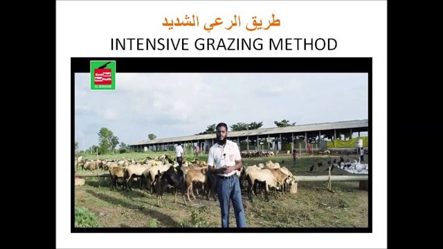 مزارع تربية الخروف و الغنم و الكبش و الماعز - طريق الرعي الشديد جزء 5_15 Sheep and Goat Farming Part 5/15