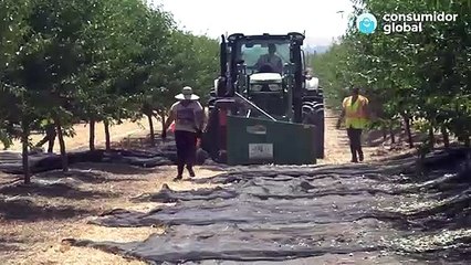 Sequia en las cosechas