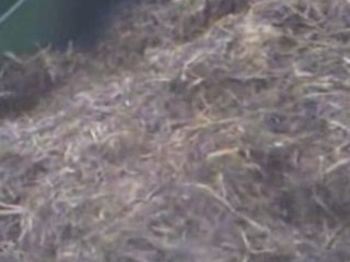 ngombe-alimentation ration vl