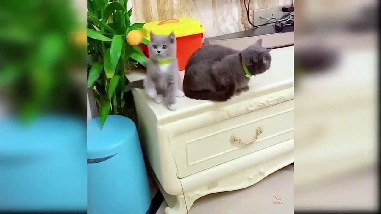 Baby Cats - Cute and Funny Cat Videos Compilation #2