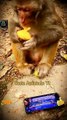 Cute Monkey Eating & Playing Gaming Videos _ Funny Monkey animals #shorts #animals #viral #video