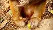 Cute Monkey Eating & Playing Gaming Videos _ Funny Monkey animals #shorts #animals #viral #video