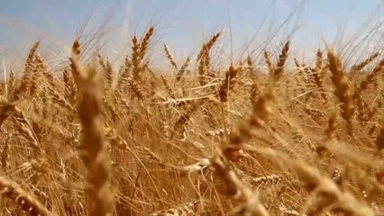 كيف تستفيد تركيا من اتفاقية نقل الحبوب من المواني الأوكرانية؟