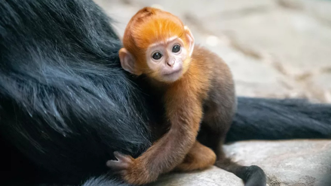 This Incredibly Rare Baby Monkey Was Just Born at an Ohio Zoo— See the Adorable Photos