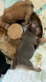 Puppy Passes Out in Food Bowl