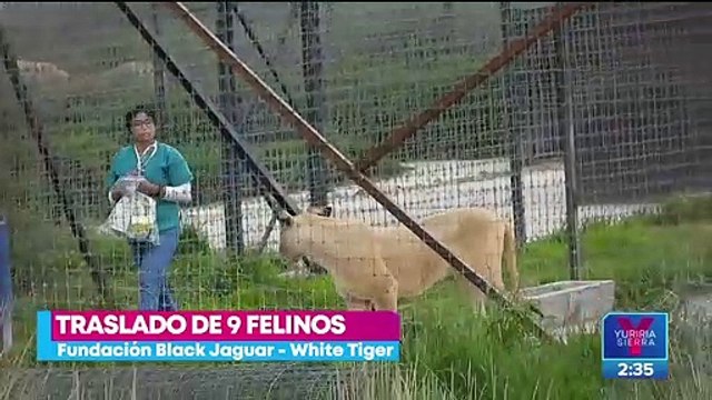 Trasladan a nueve felinos de la fundación Black Jaguar-White Tiger a Veracruz
