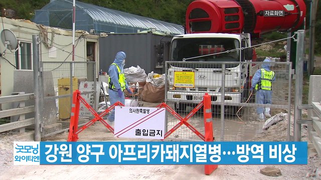 [YTN 실시간뉴스] 강원 양구 아프리카돼지열병...방역 비상 / YTN