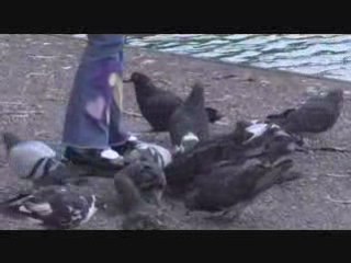 Pigeons in the Park