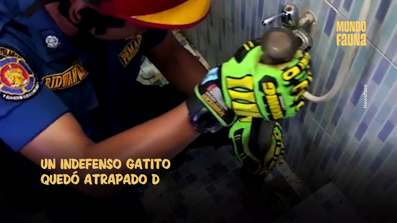 Indefenso gatito fue rescatado debajo de unas baldosas y nadie entiende cómo llegó ahí