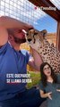 Este hombre no le teme acercarse a su cheetah mascota