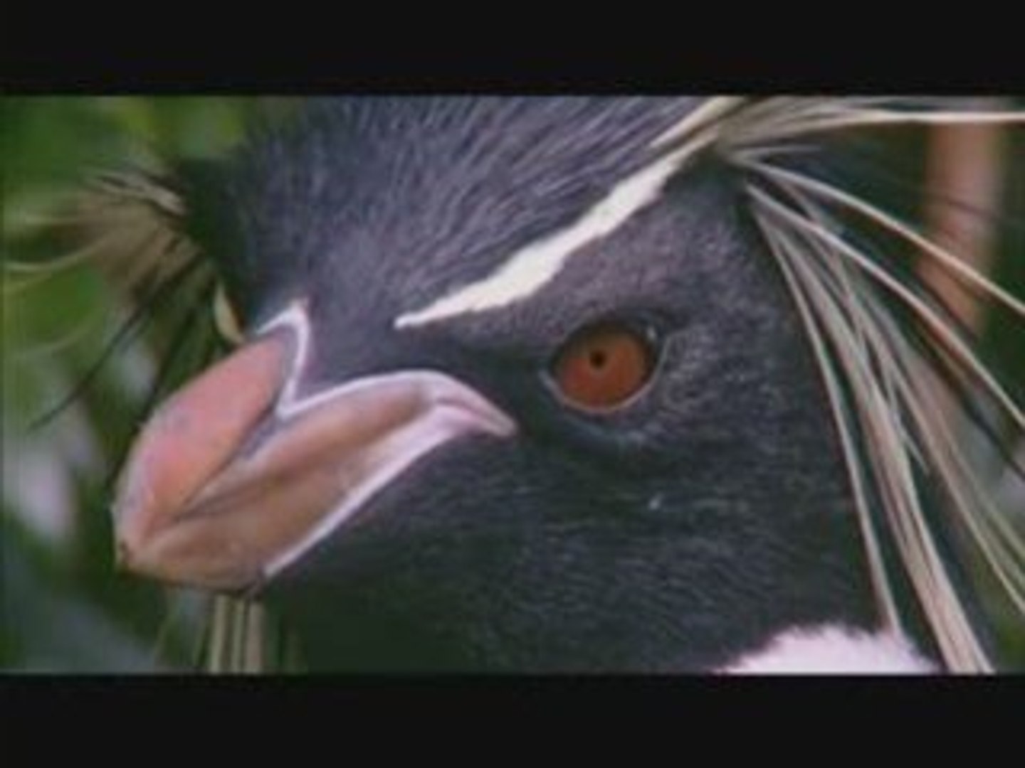 ⁣Farce of the Penguins (2006)