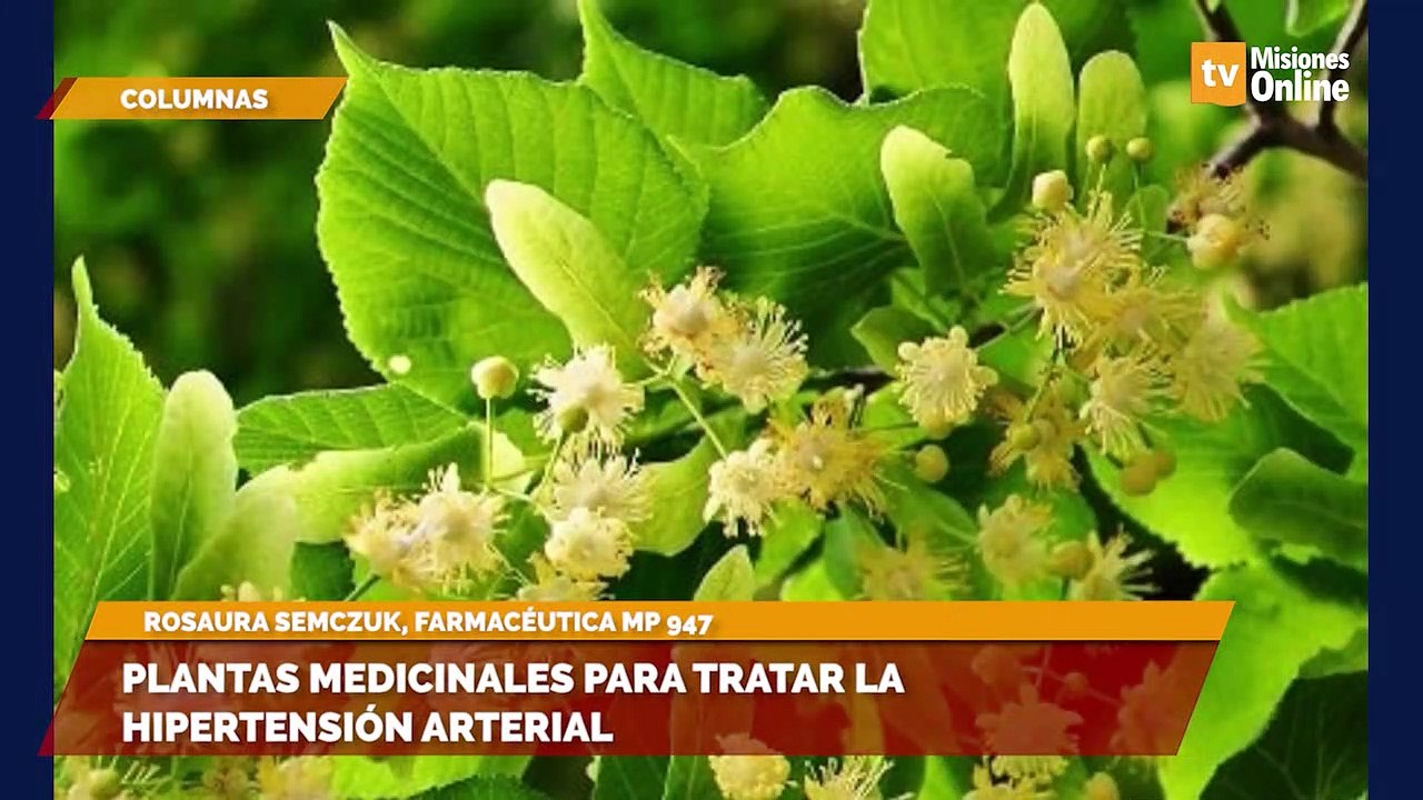 Plantas medicinales para tratar la hipertensión arterial