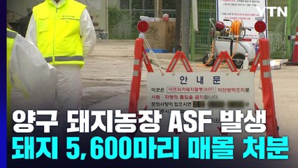 강원 양구 돼지농가서 아프리카돼지열병 발생...현장 상황은? / YTN