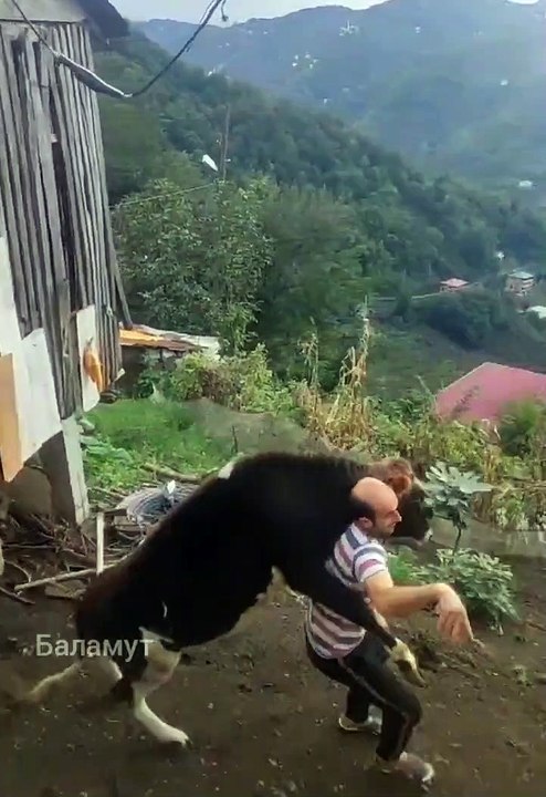 Jeux de Taureau pas anodin