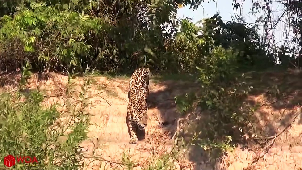 y2mate.com - Crocodiles Wait For Leopard Across The River  Harsh Life