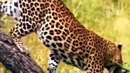 Epic Battles Of Gorilla Destroy Brutal Predators _