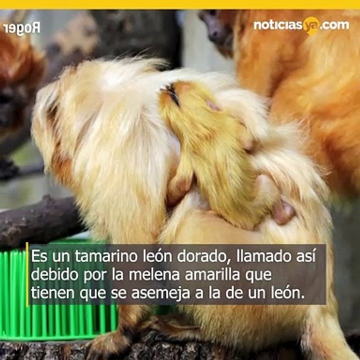 Un tamarino león dorado nace en el zoológico de Rhode Island