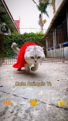 World Of Best Jumping Cat Videos _ Super Hero Cat Animal _ Animals Viral Jumping #shorts #animals