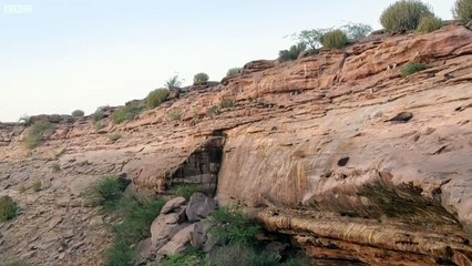 The Greatest Fights In The Animal Kingdom - Top 5 - BBC Earth