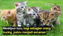 Tidak Sepenuhnya Benar, Ini 3 Pemahaman Keliru Tentang Kucing yang Sebaiknya Kamu Tahu