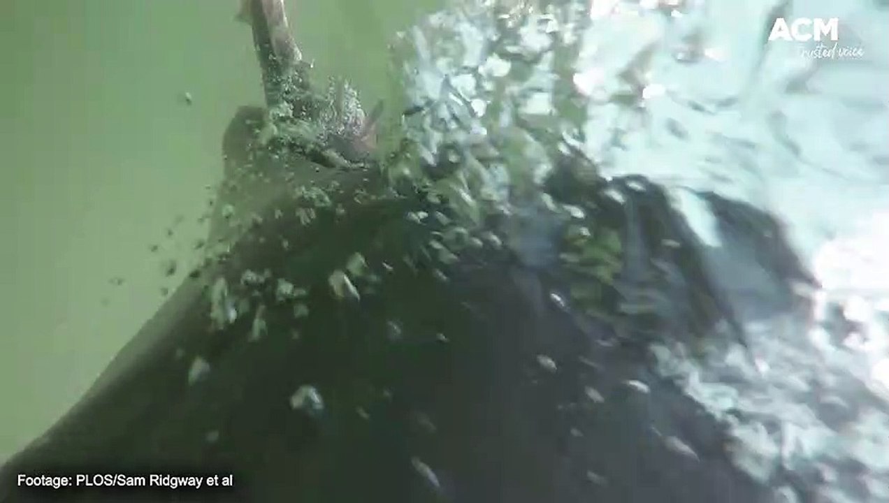 Military dolphins recorded hunting fish - 29 August 2022