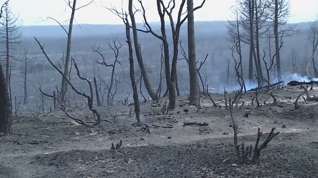الجزيرة ترصد الأوضاع.. حرائق كبيرة في ولاية الطارف بالجزائر