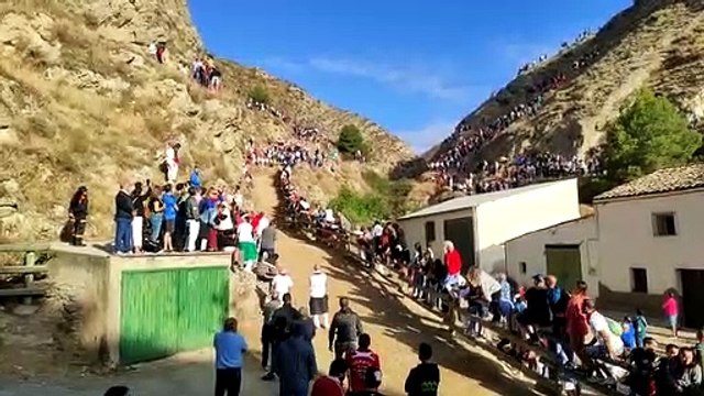 6º encierro del Pilón de Falces con vacas de Eulogio Mateo (Cárcar)