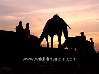 Camel drinking water