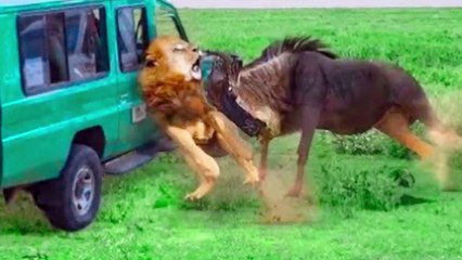 20 Strongest Animals That The Lion Never Want to Meet