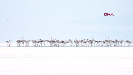 Bakan Kurum: Flamingolar kurtuldu, göçe hazırlanıyo